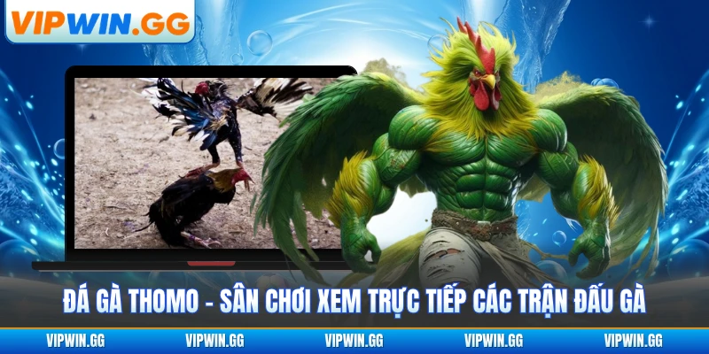 Đá Gà Thomo - Sân Chơi Xem Trực Tiếp Các Trận Đấu Gà