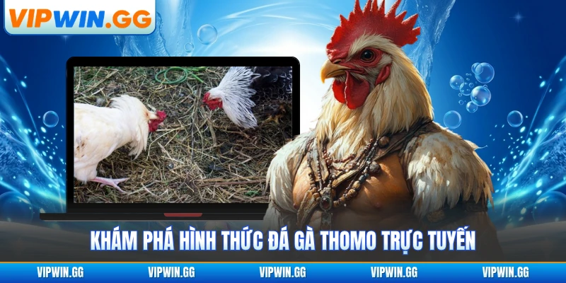 Khám phá hình thức đá gà Thomo trực tuyến