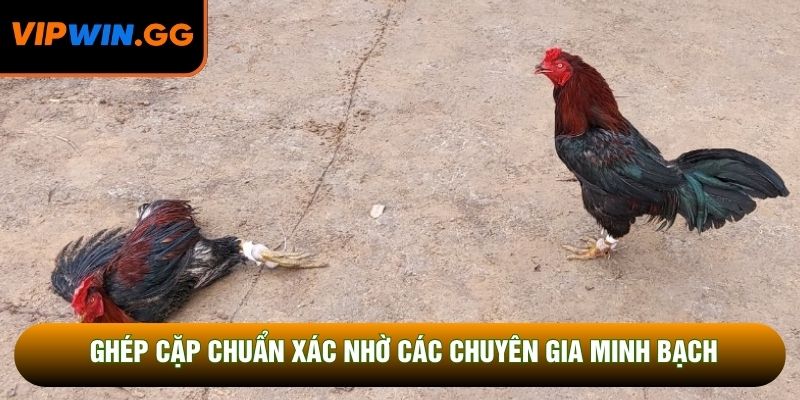 Ghép cặp chuẩn xác nhờ các chuyên gia minh bạch