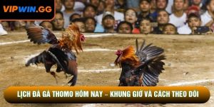 Lịch Đá Gà Thomo Hôm Nay – Khung Giờ Và Cách Theo Dõi