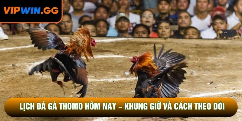 Lịch Đá Gà Thomo Hôm Nay – Khung Giờ Và Cách Theo Dõi