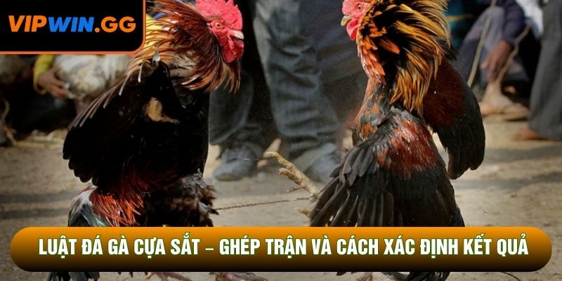 Luật Đá Gà Cựa Sắt – Ghép Trận Và Cách Xác Định Kết Quả