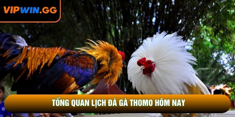 Tổng quan lịch đá gà Thomo hôm nay