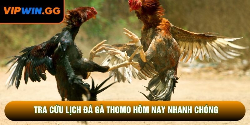 Tra cứu lịch đá gà Thomo hôm nay nhanh chóng